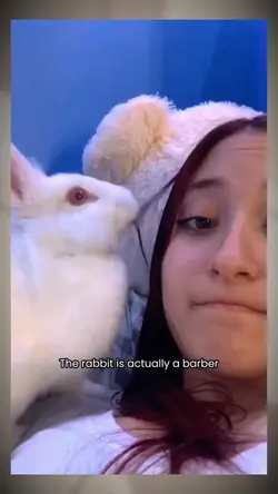 funny bunny