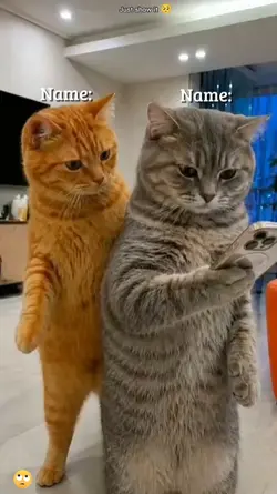cute cats