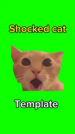 Shocked cat