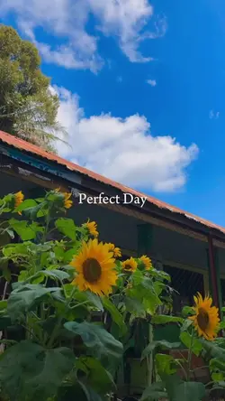perfect day