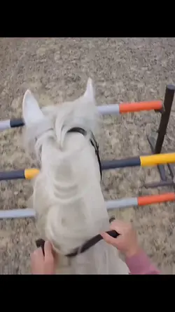 Horse slomo ‼️fake ai