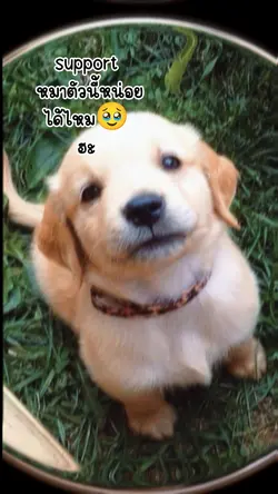support หมาตัวนี้