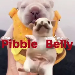 I am Pibble