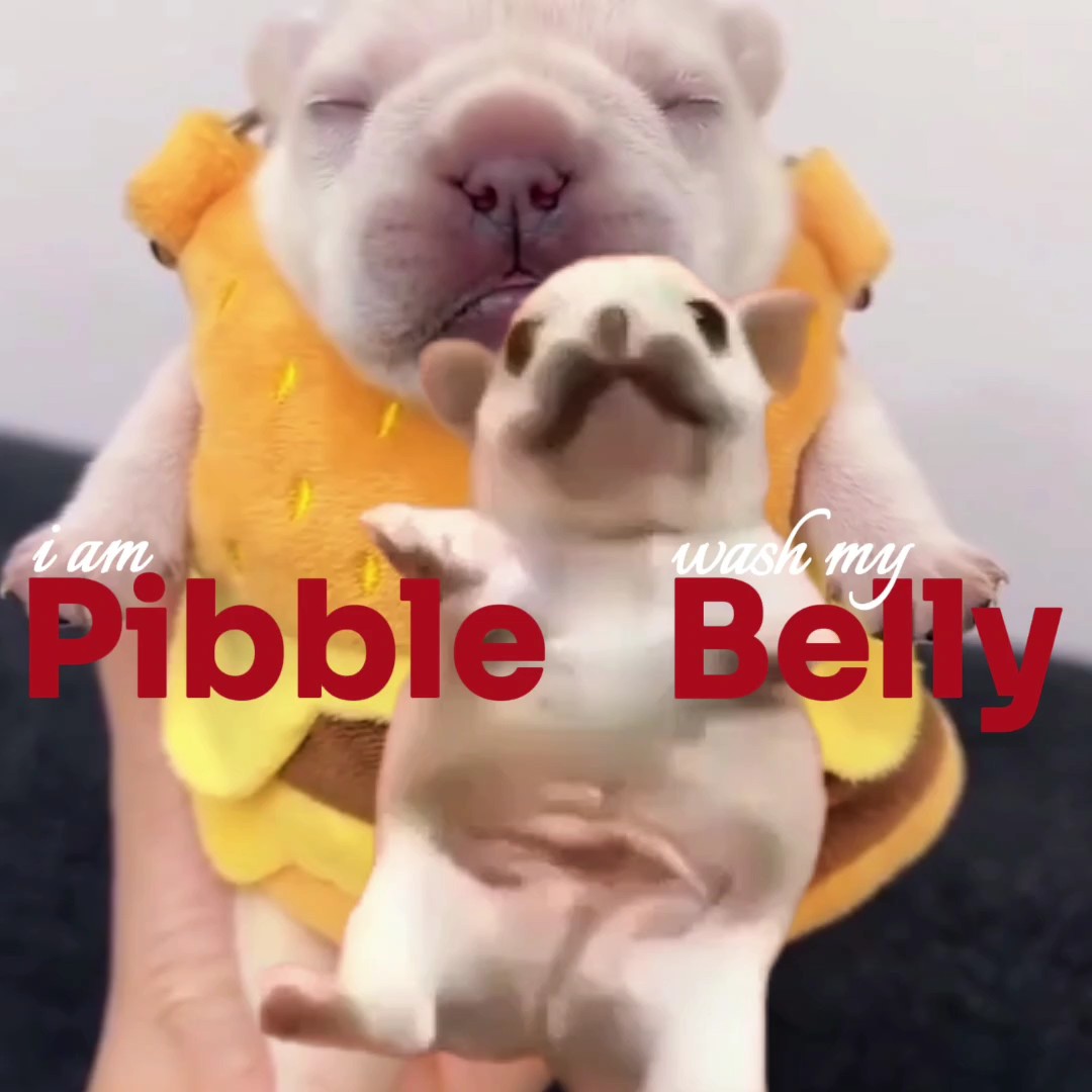 Ich bin Pibble