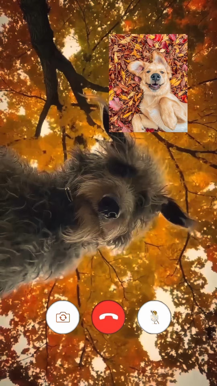 Autumn calling (dog)