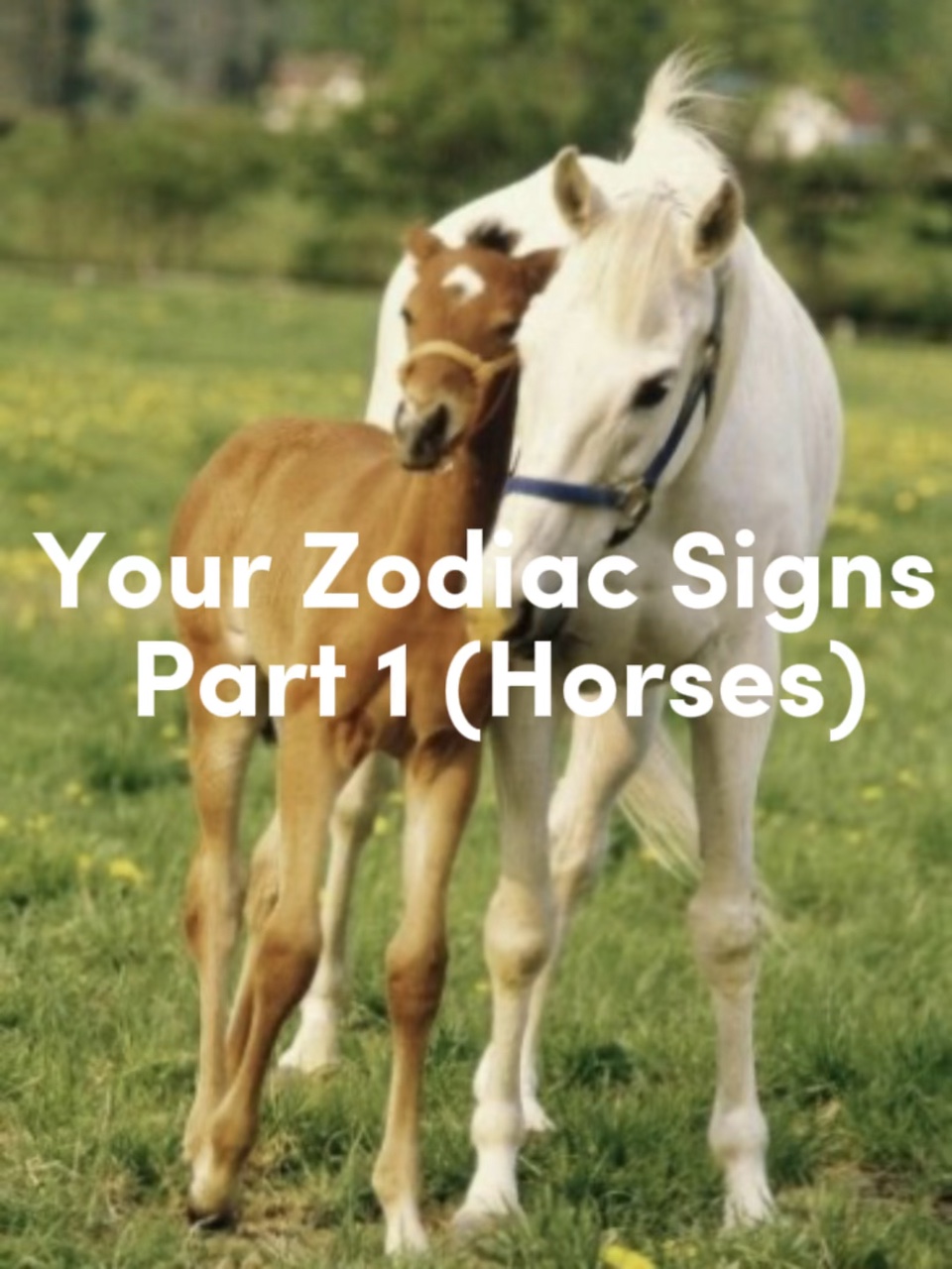 Your zodiac sings❤️