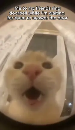Ring doorbell cat