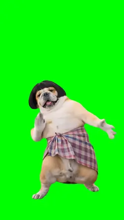 FUNNY DOG DANCE