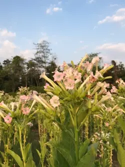 💕🌷