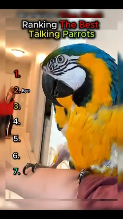 Talking Parrots 
