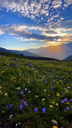 Beautiful Flowers 