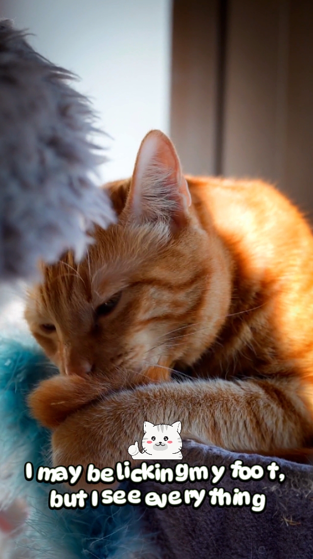 Cat Life