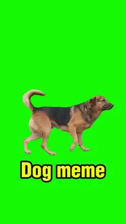 dog meme