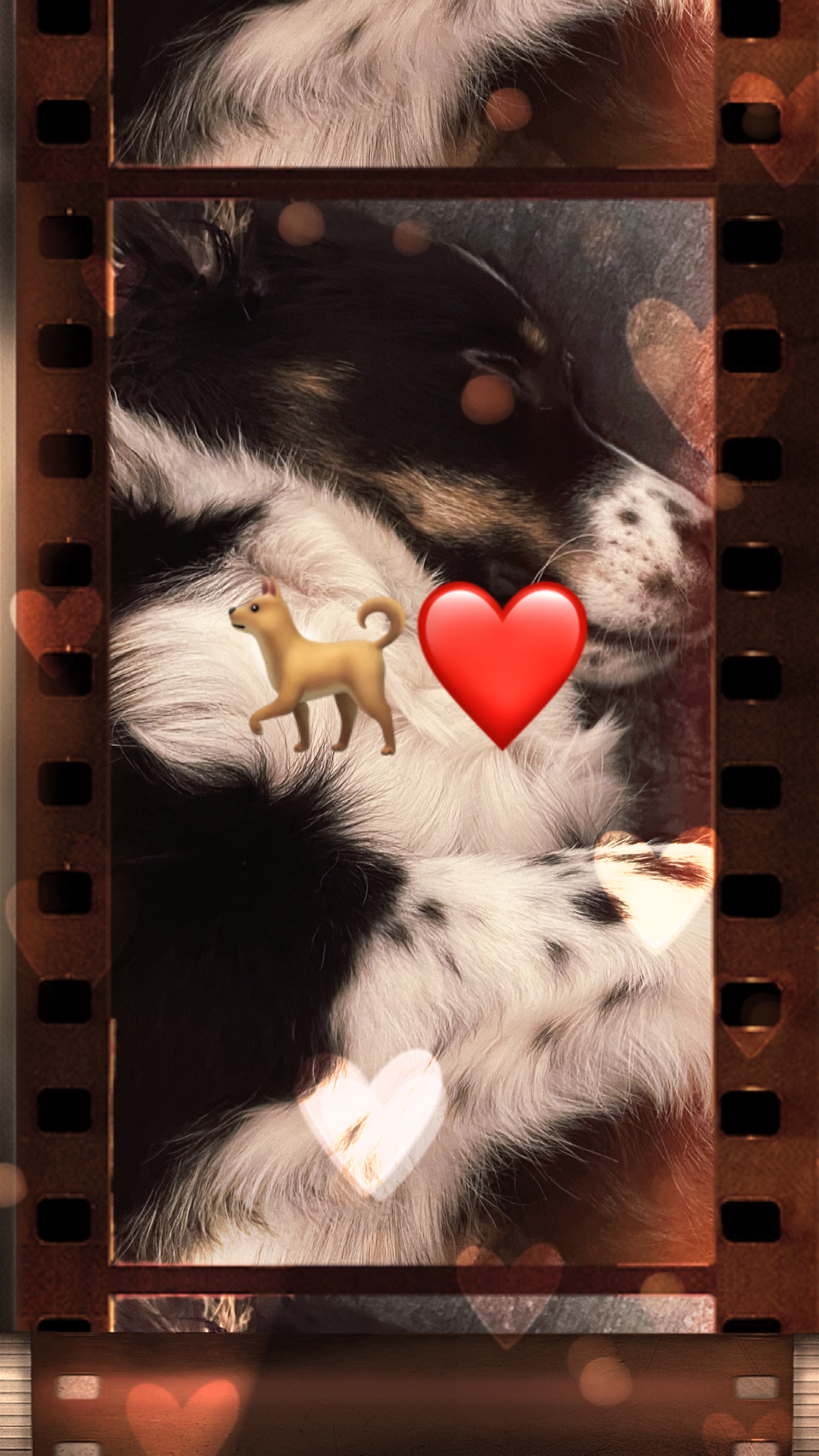 Hunde ❤️