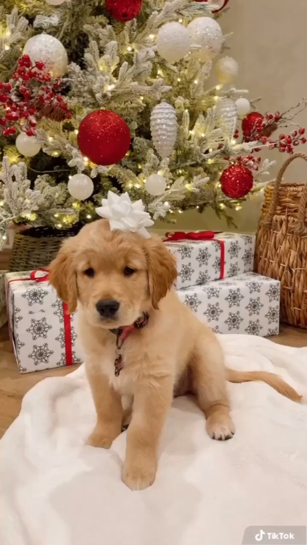 Navidad de cachorro
