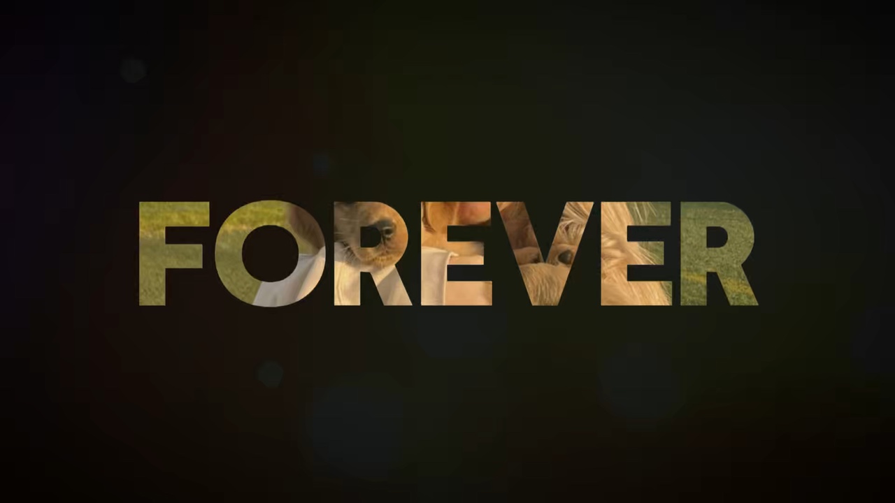 Forever with dog 