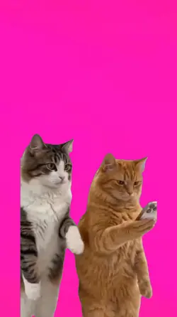 Cat/Gato.
