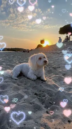Dog Day