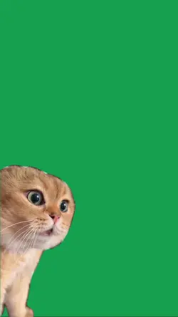 No no cat greenscrn