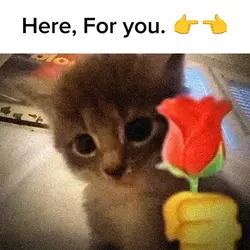 Rose for you 
