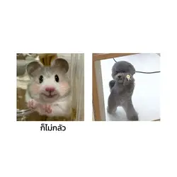 มิสแกรนด์!!!