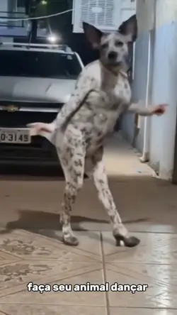 cachorro dançando