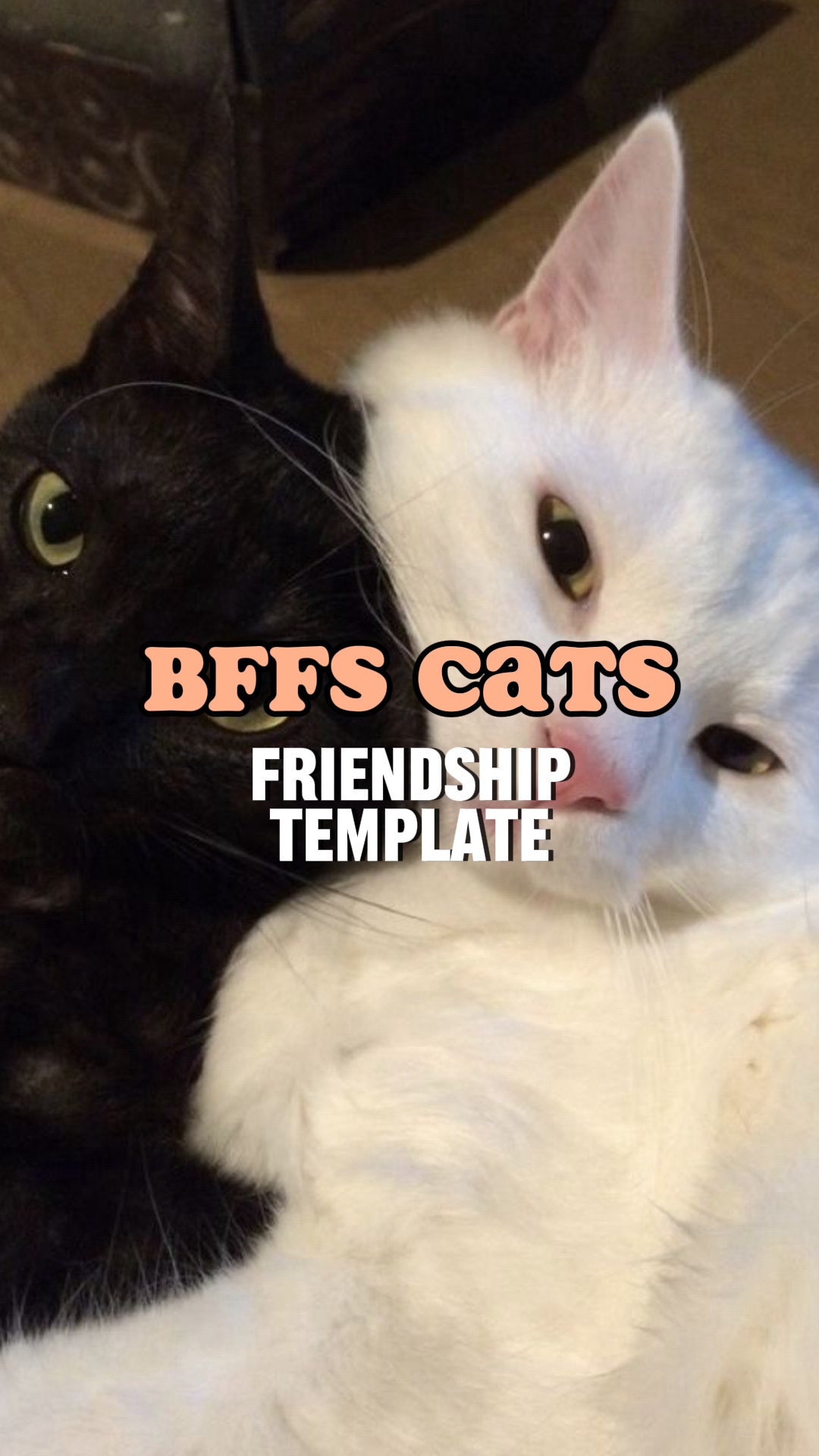 BFFs cats