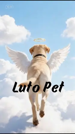 Luto Pet
