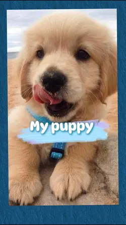 My puppy 