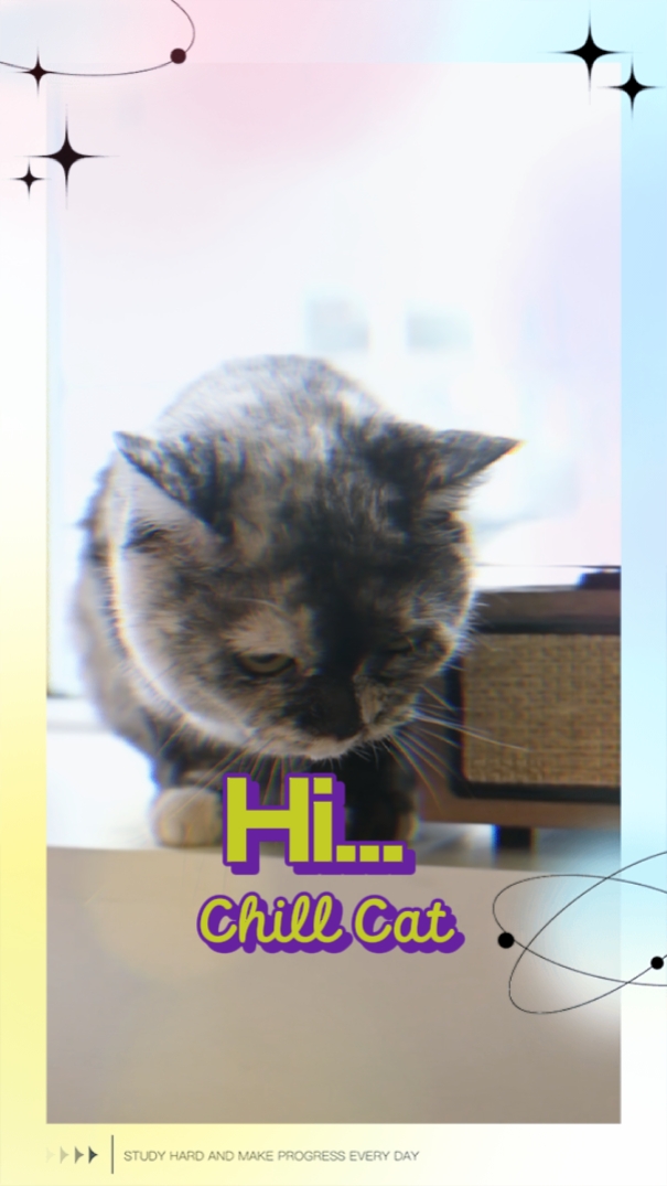 Chill Cat 