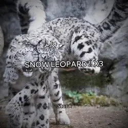 SNOW LEOPARDSS!!💕