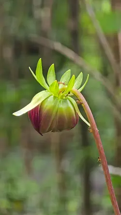 nature focus