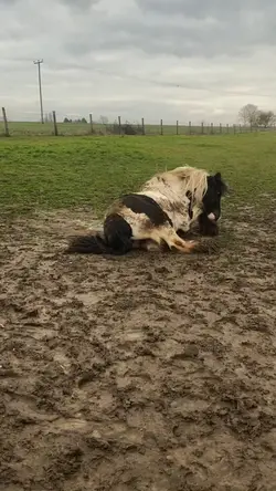 Race cob ๐
