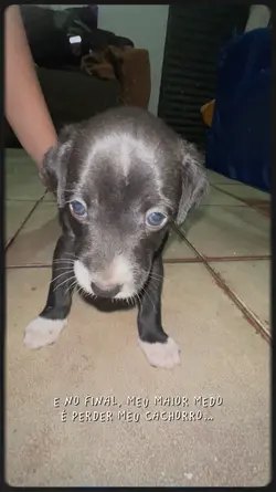 Perder o cachorro