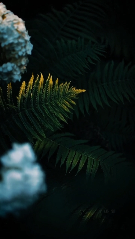 Natureza Cinematográfica