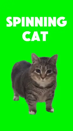 Oo Ee i spinning cat