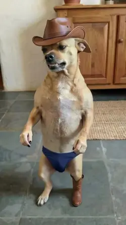 Zovão do bob