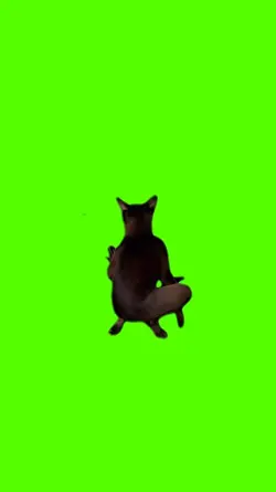 meme kucing