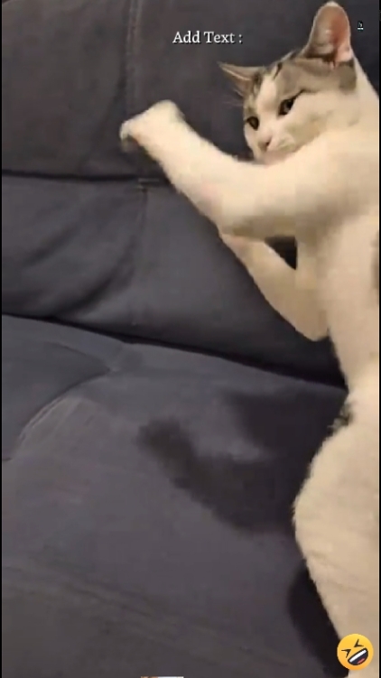 Funny Cat. 