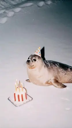 SEAL WALLPAPER!