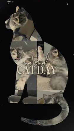 Cat Day 🐱🐱