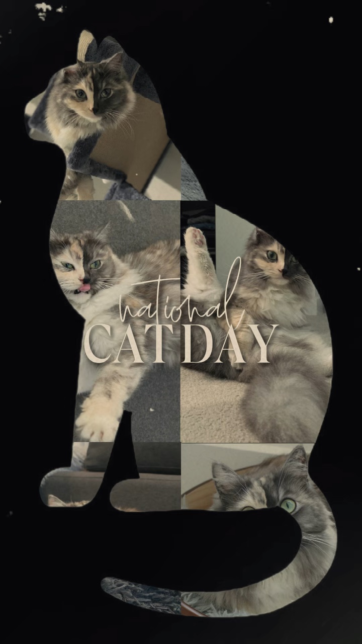 Kedi Günü 🐱🐱