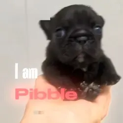 I am piddle