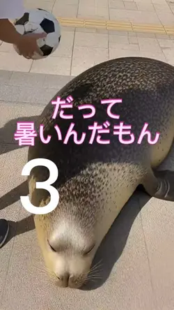 アザラシ保護