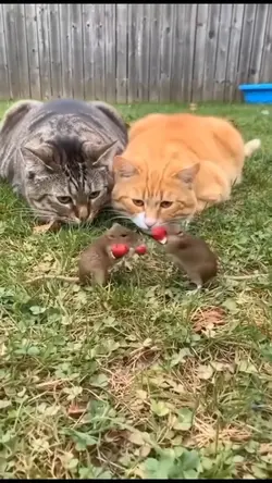 tikus tinju 