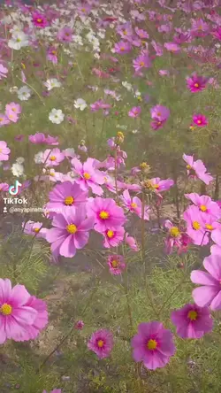 CapCutキャンペーン