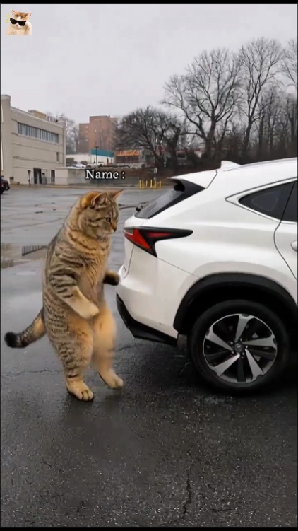 Funny Cat. 