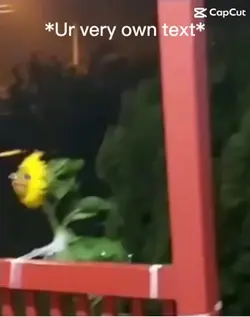 Sunflower meme