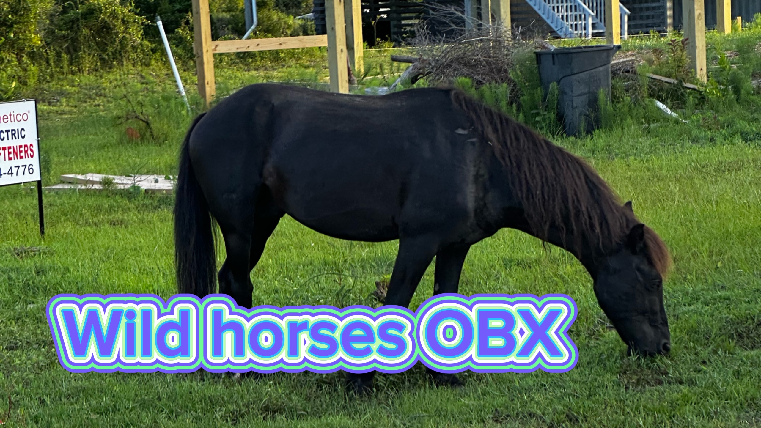 Wild horses at OBX