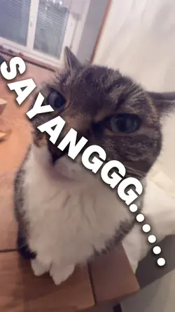 JJ KUCING SAYANGGG